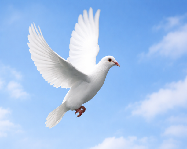 2 Doves – Dove Releases Toronto